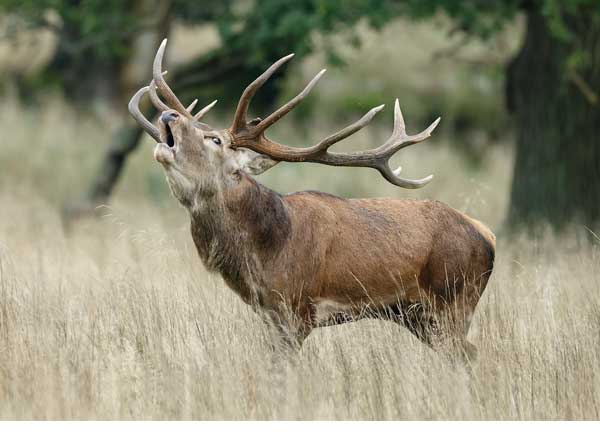 Rececho de Venado | Reserva Nacional de Caza Sierra de la Culebra