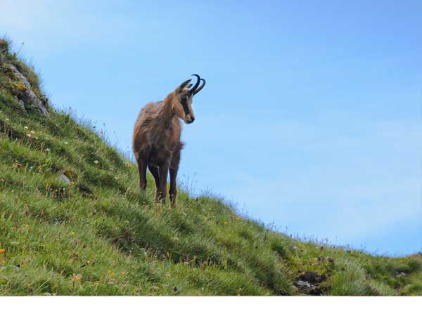 Subasta de Sarrios | Reserva Nacional de Caza de Benasque