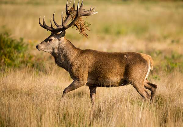 Subasta de Caza | Reserva Nacional de Caza de Demanda Salas de los Infantes