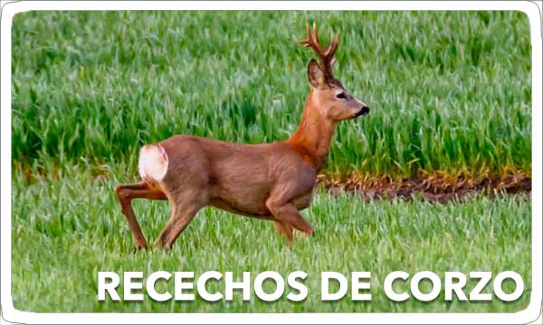 Recechos de Corzo