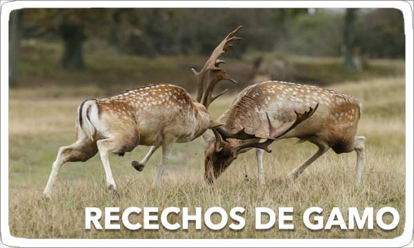 Recechos de Gamo