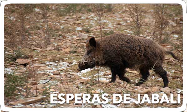 Esperas de Jabalí