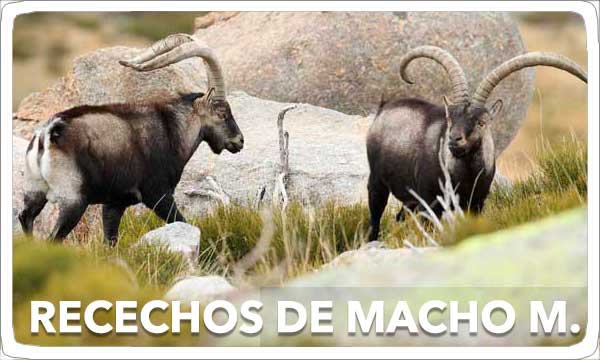 Recechos de Macho Montés