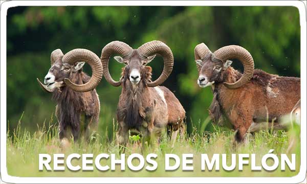 Recechos de Muflón