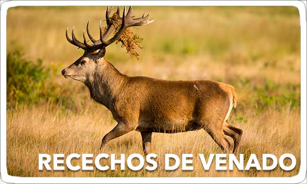 Recechos de Venado