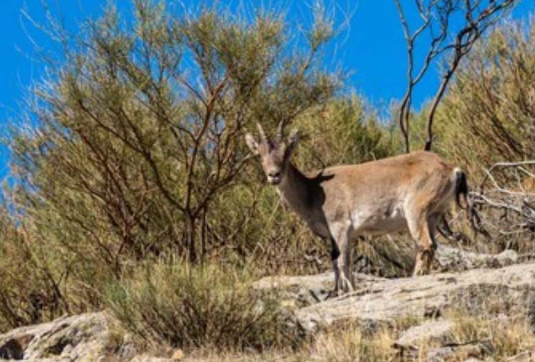 Rececho Macho Montés | Reserva Nacional de Caza de las Batuecas