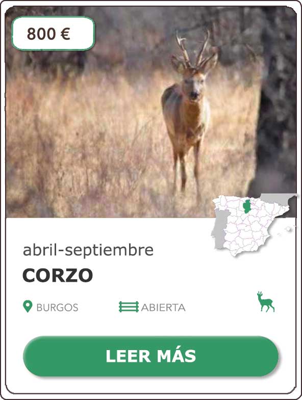 Rececho de Corzo en Burgos | 800