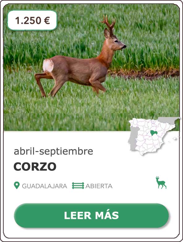 Rececho de Corzo en Guadalajara | desde 1.200€