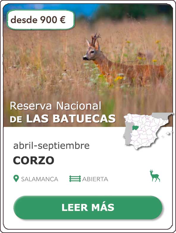 Rececho de Corzo | Reserva Nacional de Caza de las Batuecas