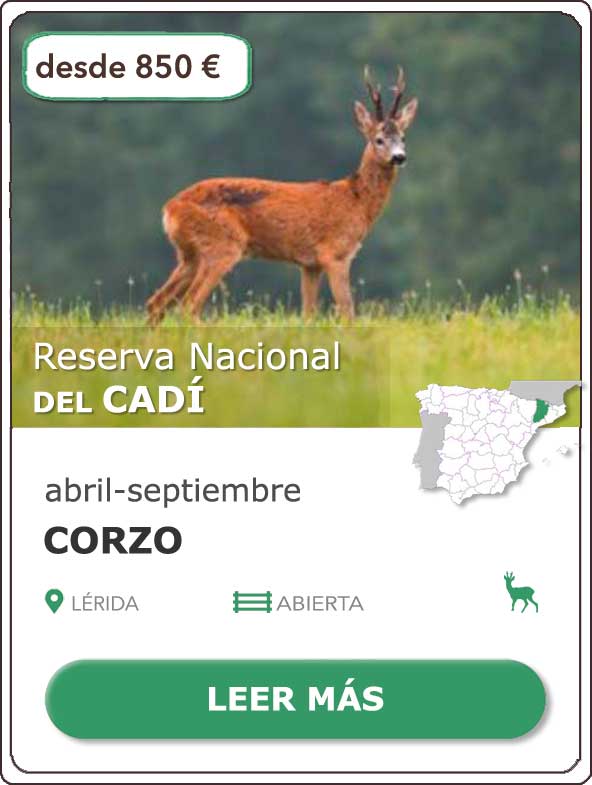 Rececho de Corzo | Reserva Nacional del Cadí