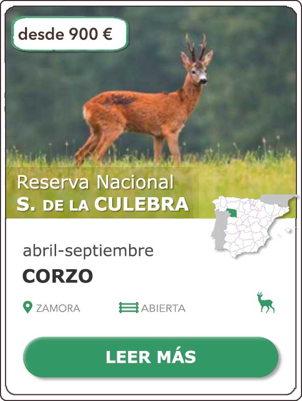 Rececho de Corzo | Reserva Nacional de Caza Sierra de la Culebra