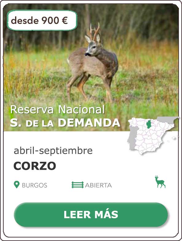 Rececho de Corzo | Reserva Nacional de Caza Sierra de la Demanda