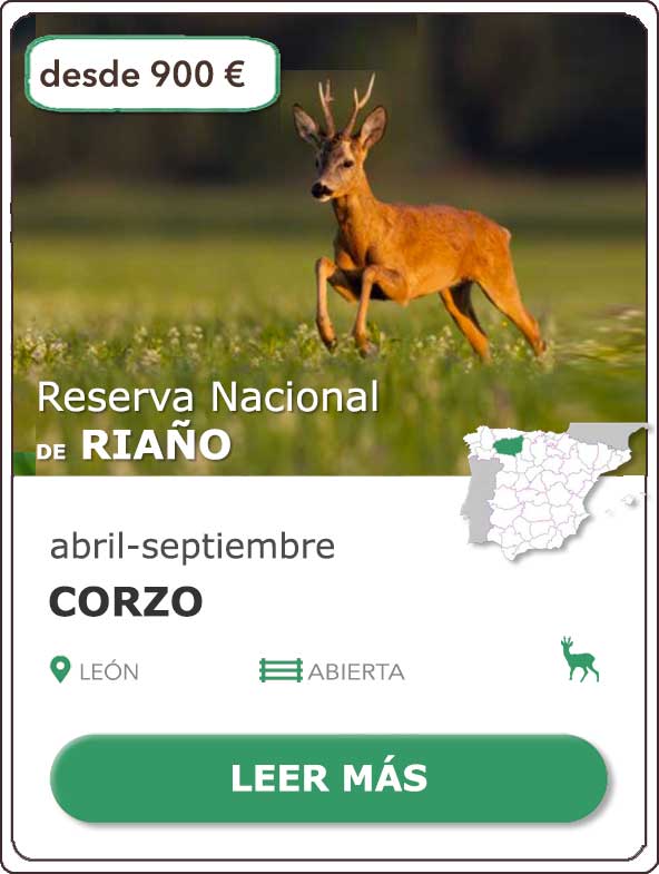 Rececho de Corzo | Reserva Nacional de Caza de Riaño