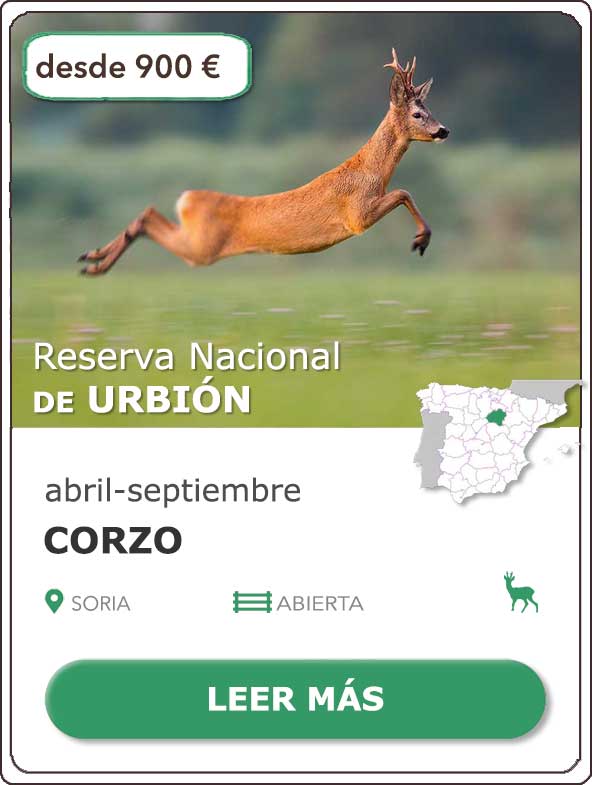 Rececho de Corzo | Reserva Nacional de Caza de Urbión