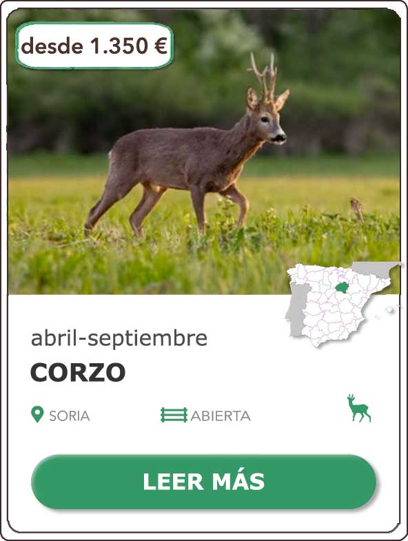 Rececho de Corzo en Soria | desde 1.350€