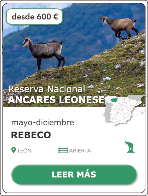 Rececho Rebeco | Reserva Nacional de Caza Los Ancares