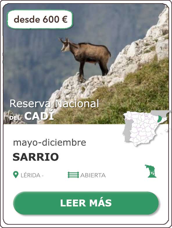 Rececho Sarrio | Reserva Nacional de Caza del Cadí