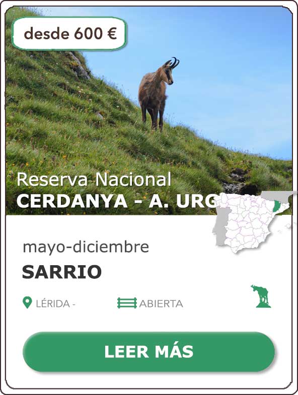 Rececho Sarrio | Reserva Nacional de Caza Cerdanya Alta Urgell