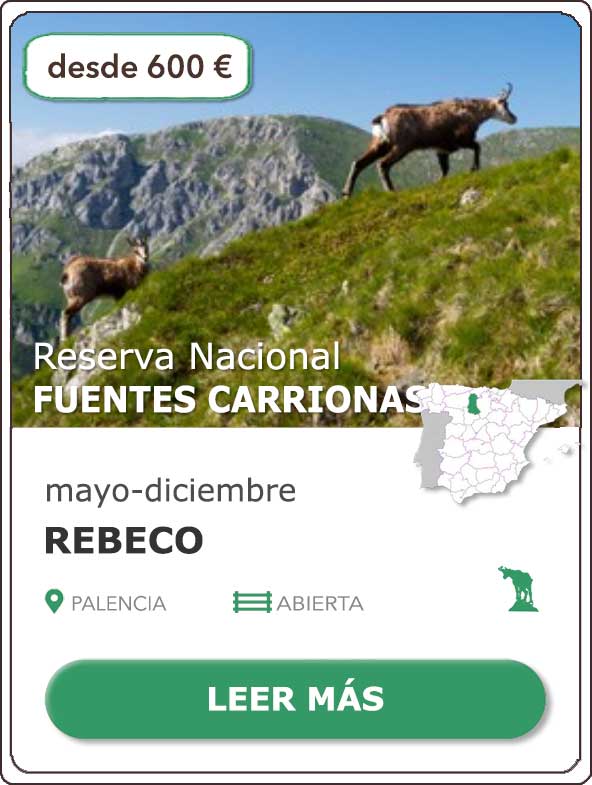 Rececho Rebeco | Reserva Nacional de Caza Fuentes Carrionas