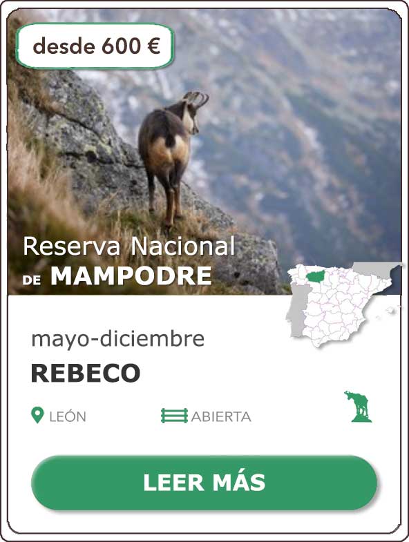 Rececho Rebeco | Reserva Nacional de Caza Mampodre