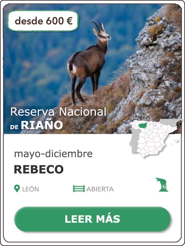 Rececho Rebeco | Reserva Nacional de Caza de Riaño