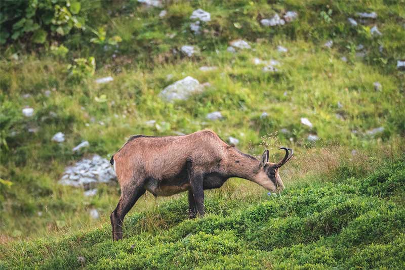 Subasta de Sarrios | Reserva Nacional de Caza de Los Valles